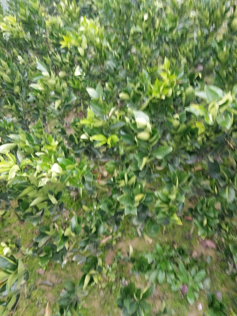 纽荷尔脐橙树苗，红肉血橙苗，7904普橙苗原产地直销包邮