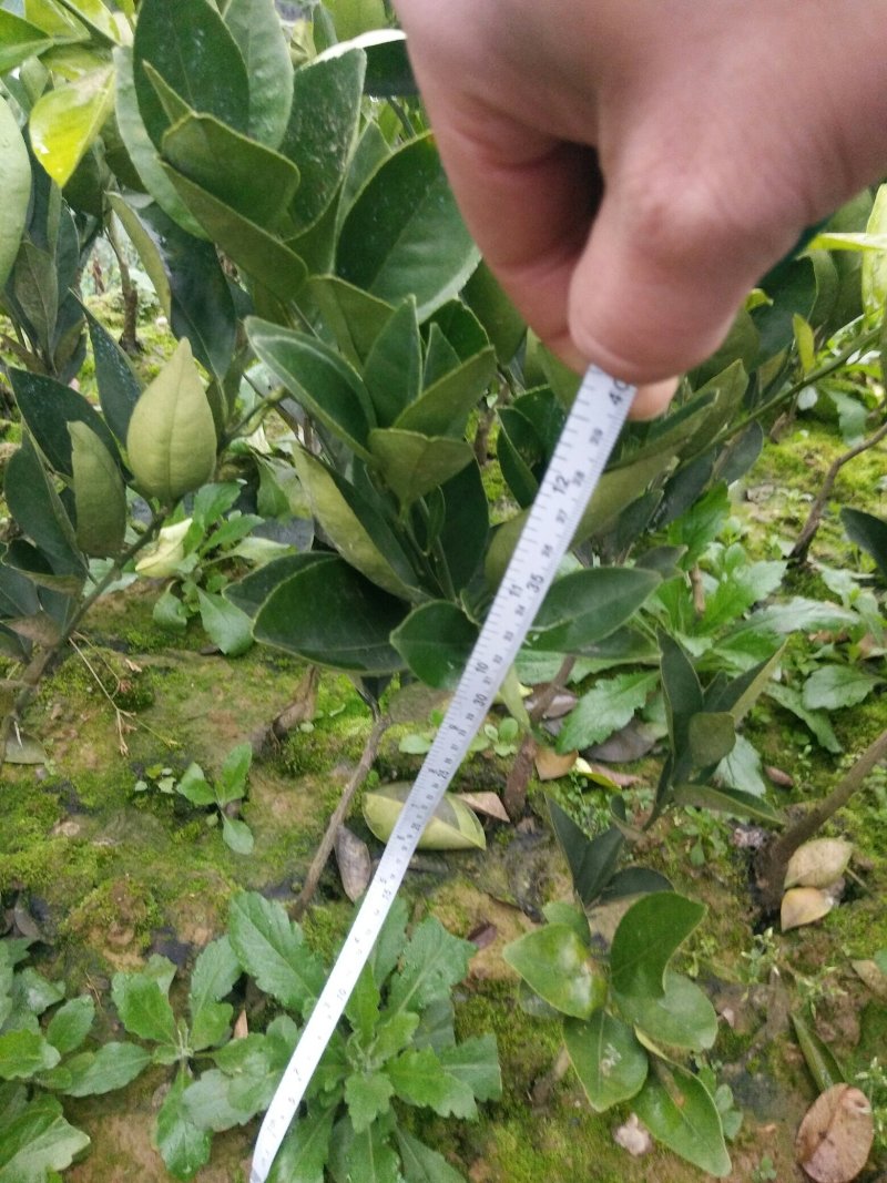 纽荷尔脐橙树苗，红肉血橙苗，7904普橙苗原产地直销包邮