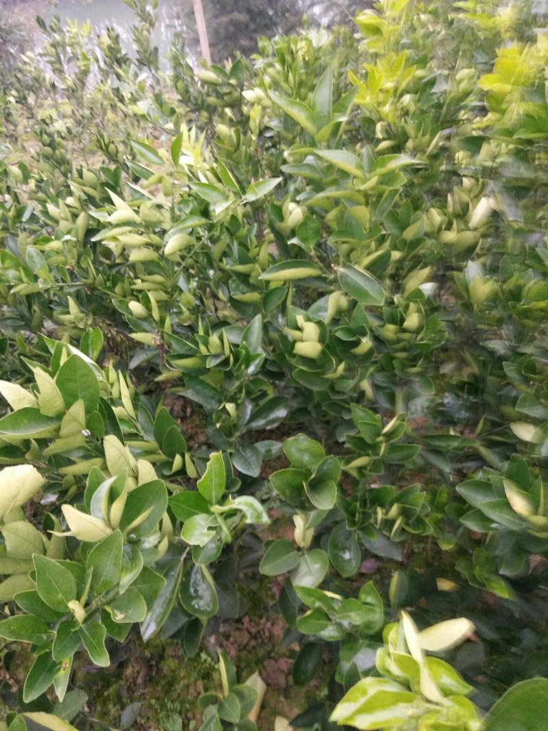纽荷尔脐橙树苗，红肉血橙苗，7904普橙苗原产地直销包邮