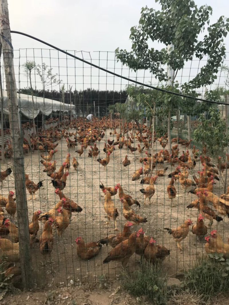 土鸡草鸡苗