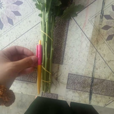 鲜切大白菊