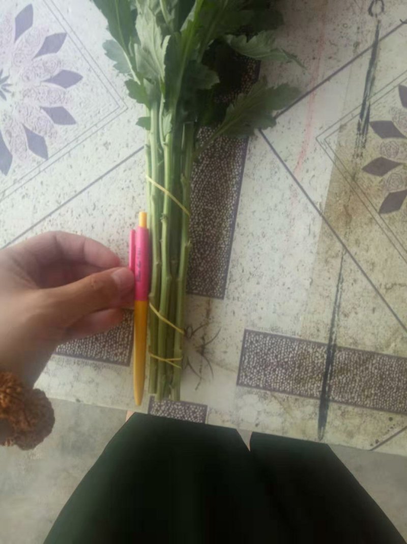 鲜切大白菊