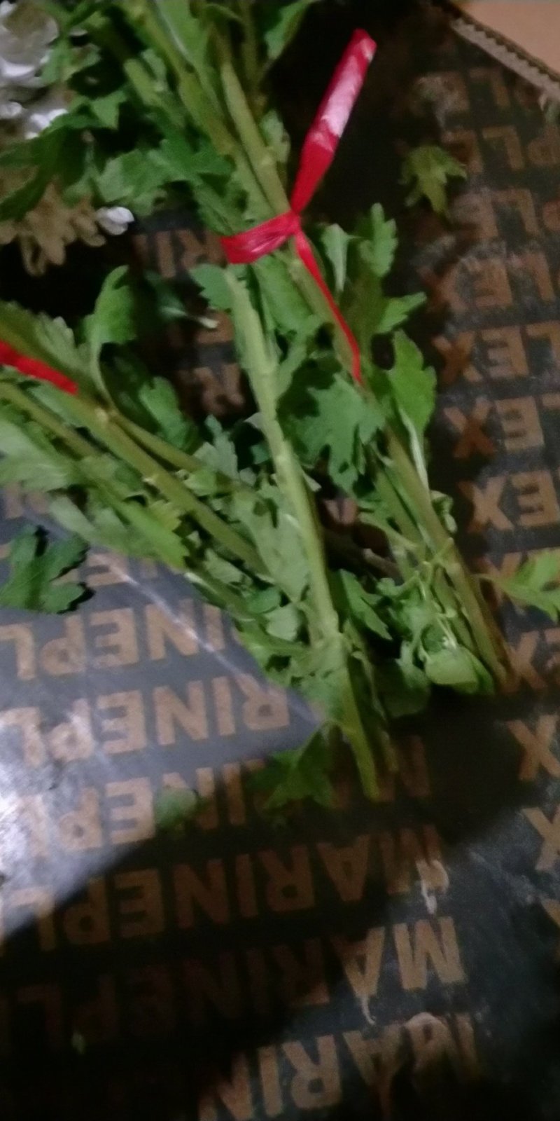 鲜切大白菊
