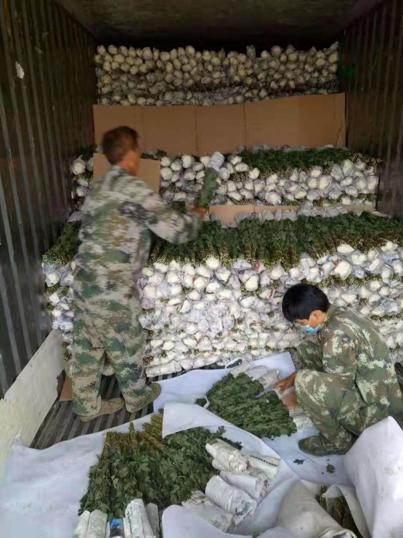 鲜切大白菊