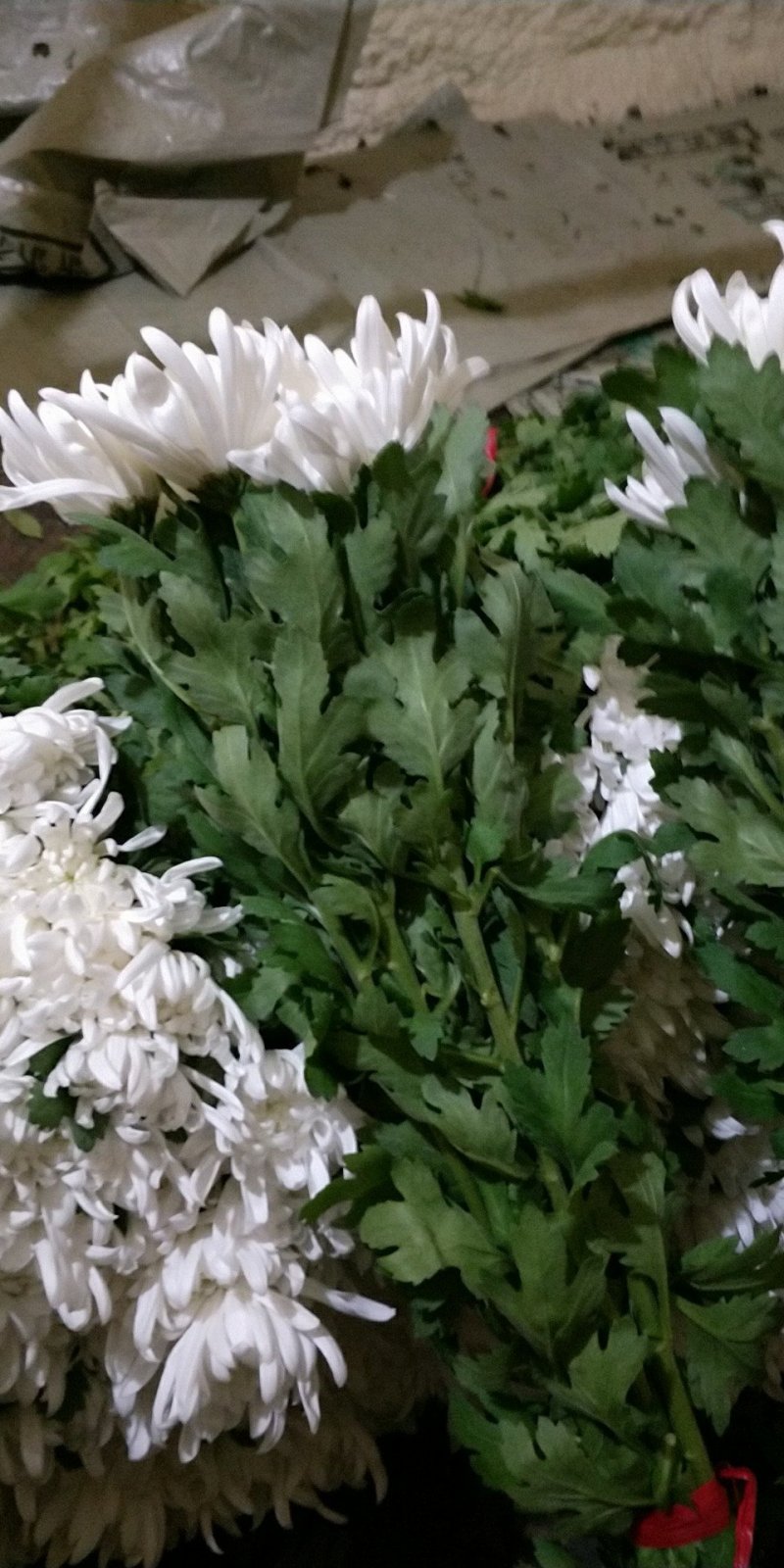 鲜切大白菊