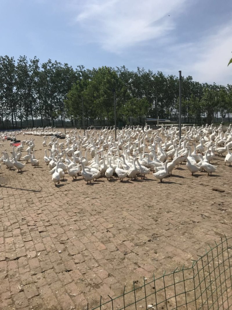 白鹅苗