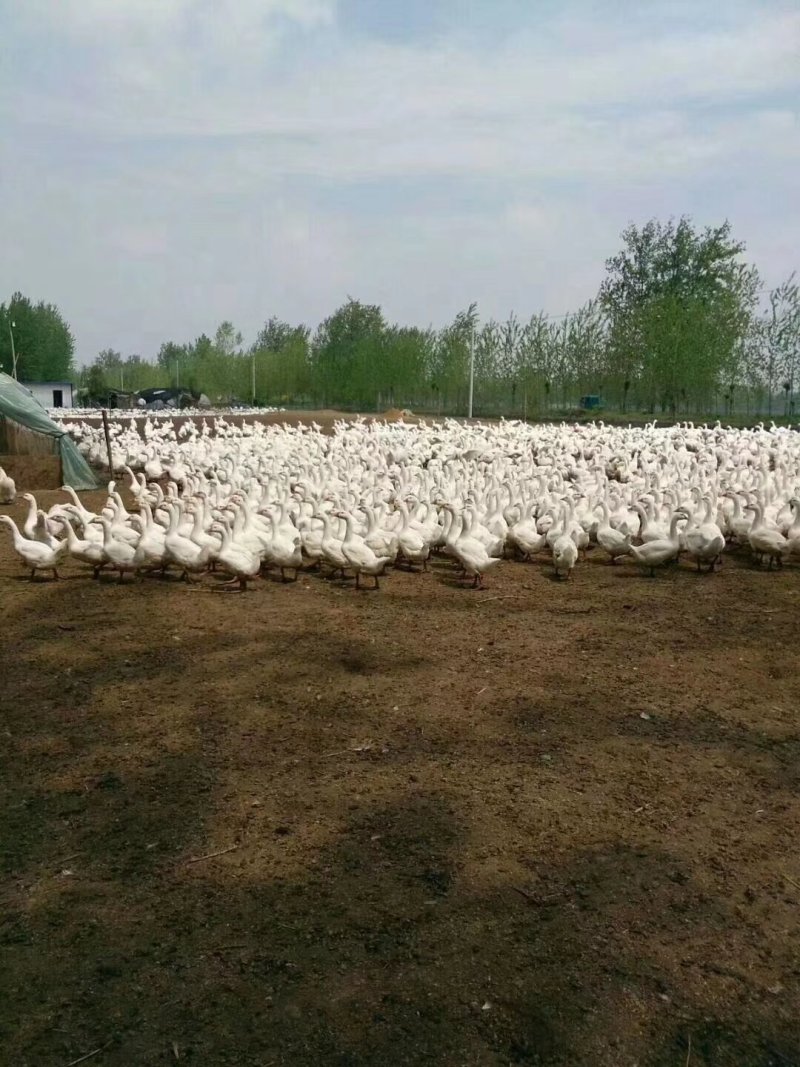白鹅苗