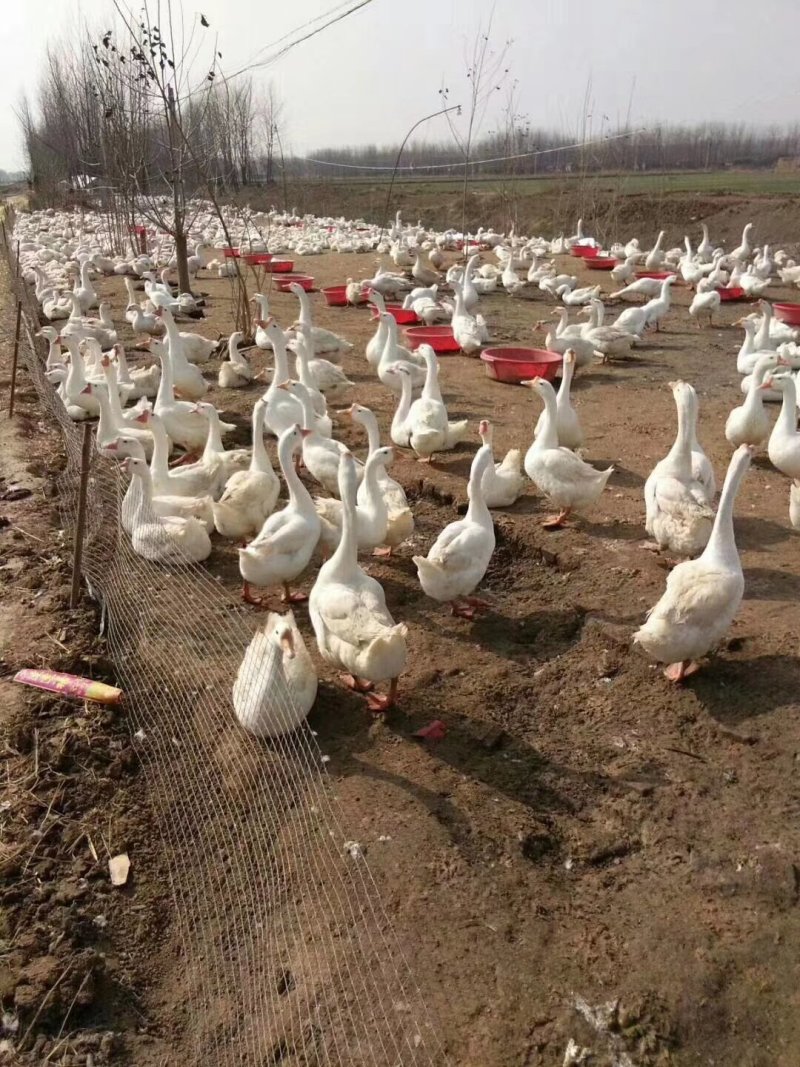 白鹅苗