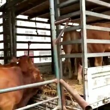 鲁西黄牛犊现货3000头尽在畅销中………