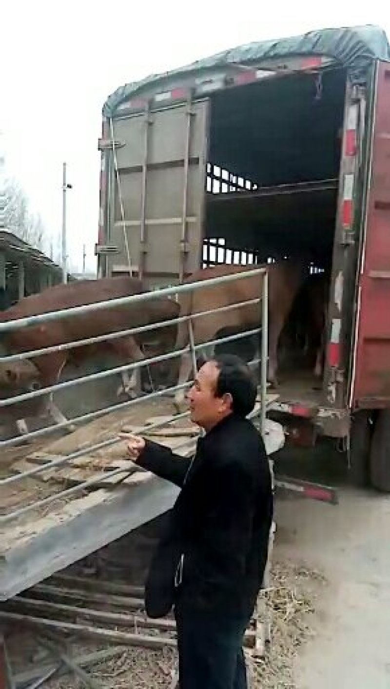 鲁西黄牛犊现货3000头尽在畅销中………