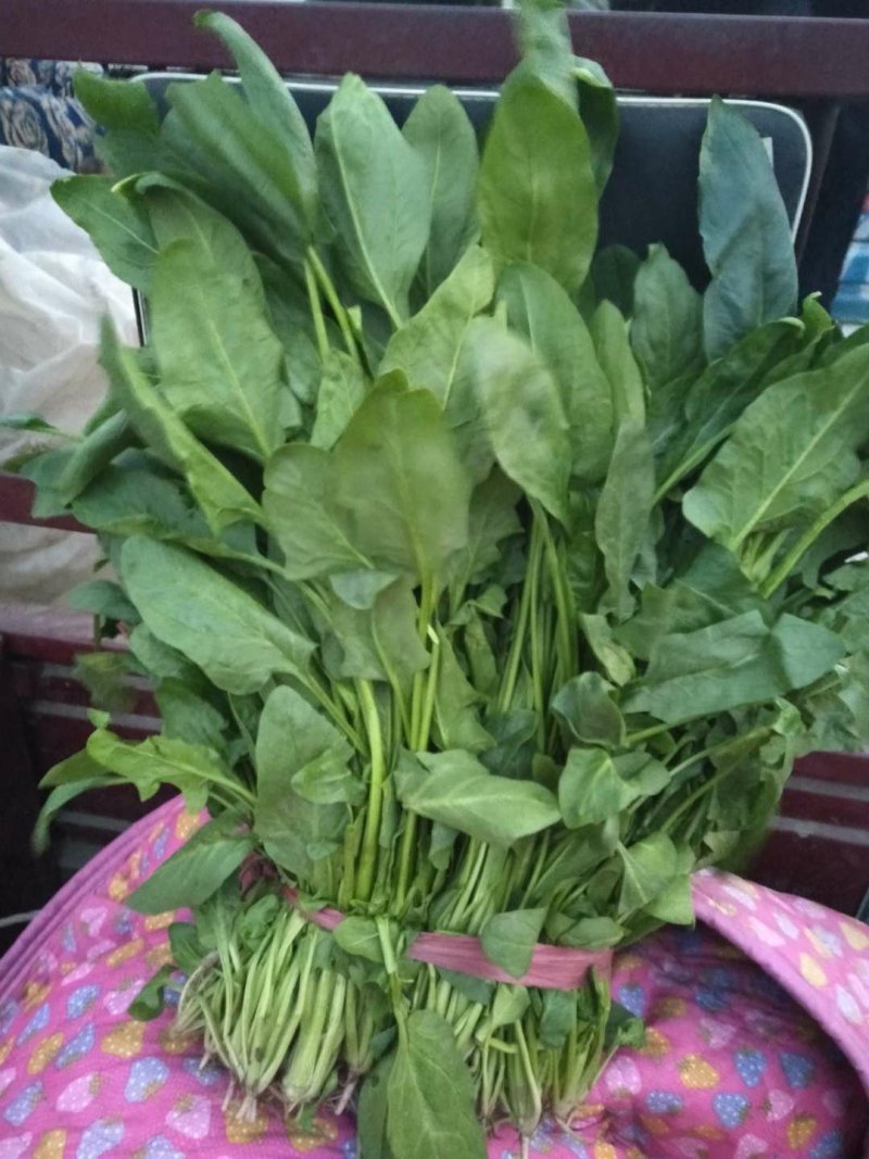 今天高杆波菜大掉价，
