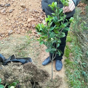供应各类庭院种植色块苗，花草，乔木，灌木及造型树。