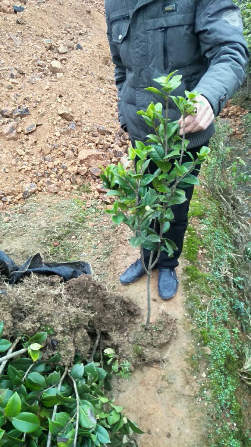 供应各类庭院种植色块苗，花草，乔木，灌木及造型树。
