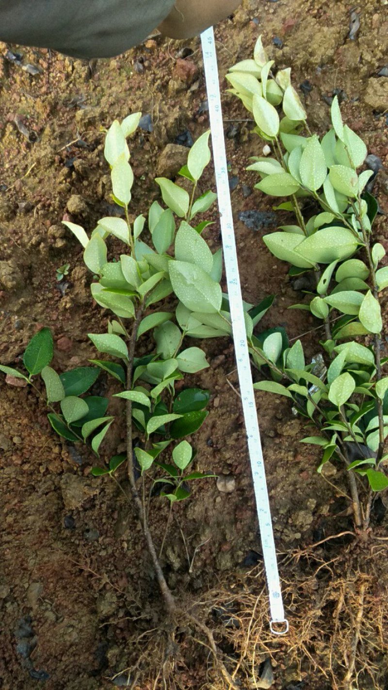 供应各类庭院种植色块苗，花草，乔木，灌木及造型树。