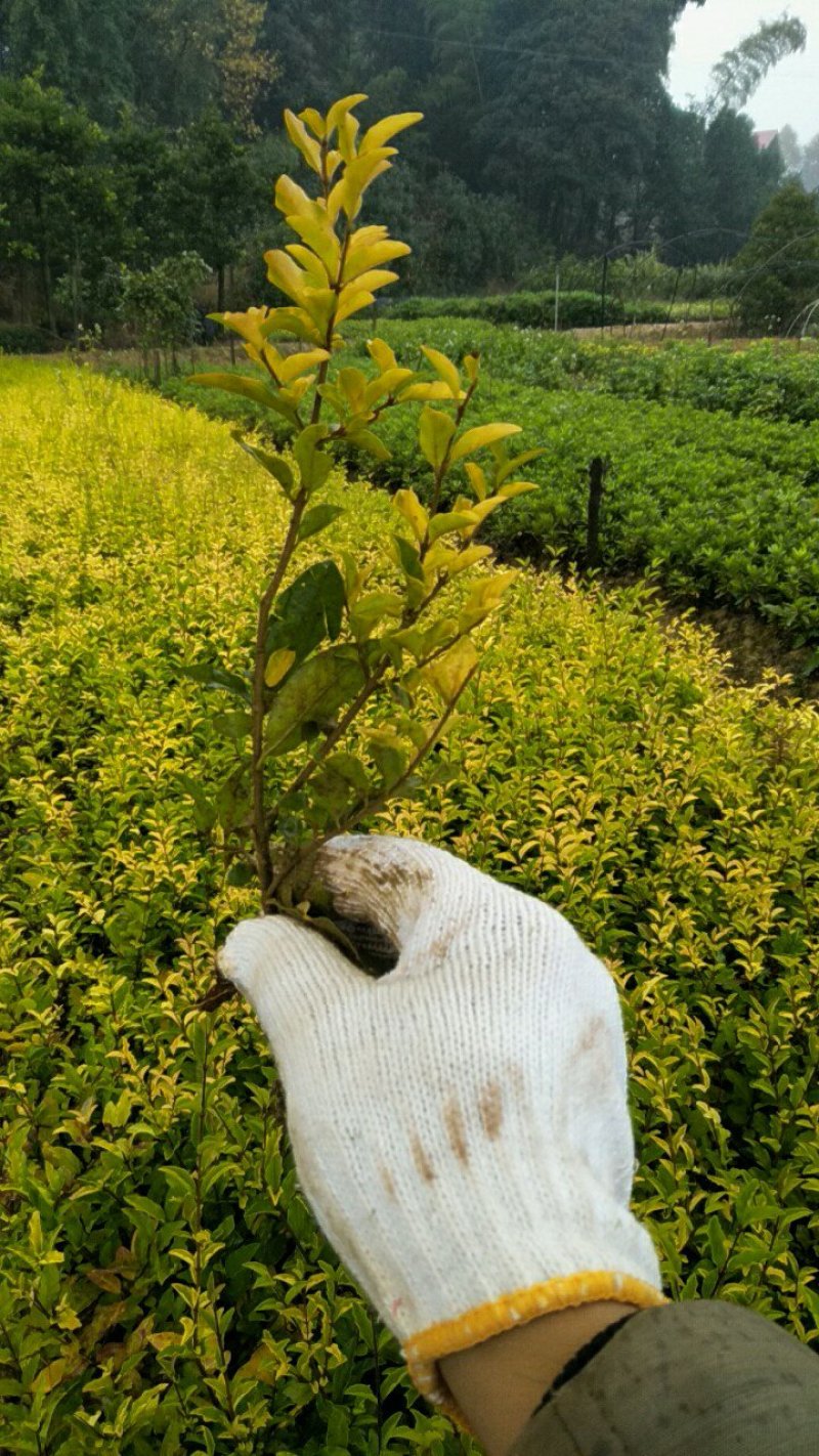 供应各类庭院种植色块苗，花草，乔木，灌木及造型树。