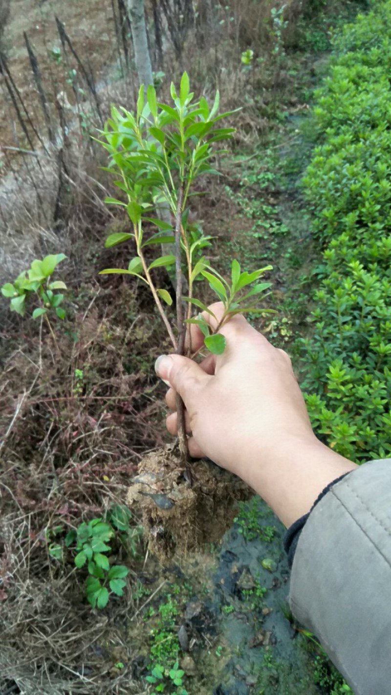 供应各类庭院种植色块苗，花草，乔木，灌木及造型树。