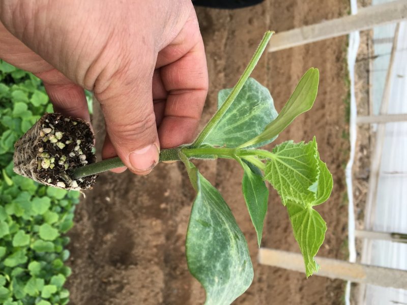 蔬菜
