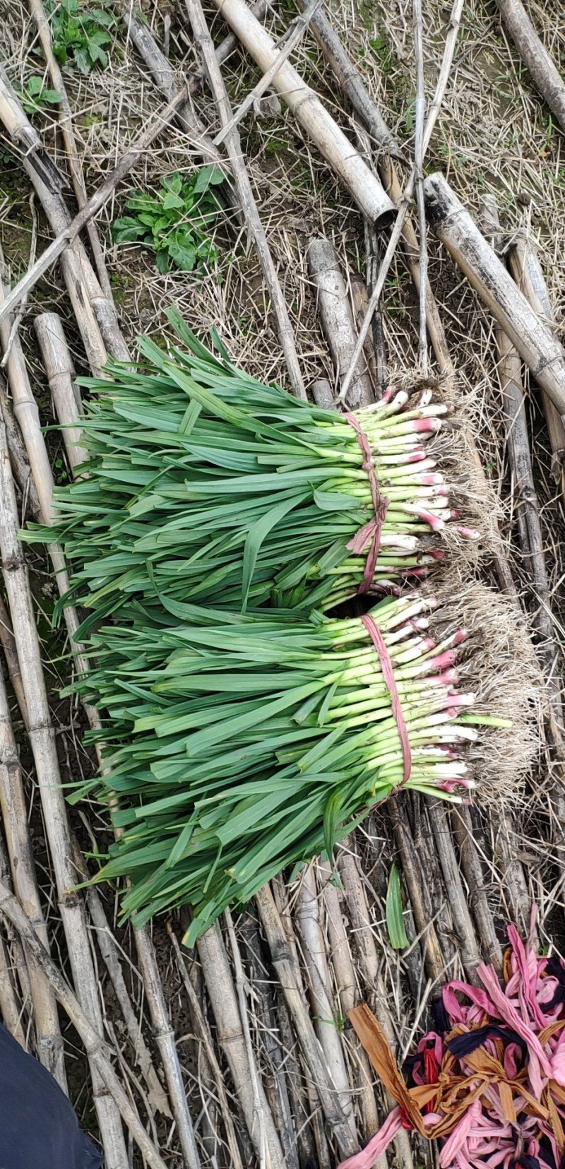 红根蒜苗崇明本地青蒜45公分