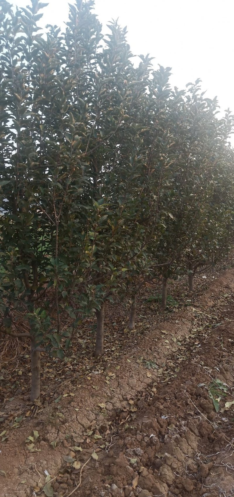供应桃树、梨树、苹果树、杏树、山楂树等各种树苗成年树