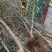 供应桃树、梨树、苹果树、杏树、山楂树等各种树苗成年树