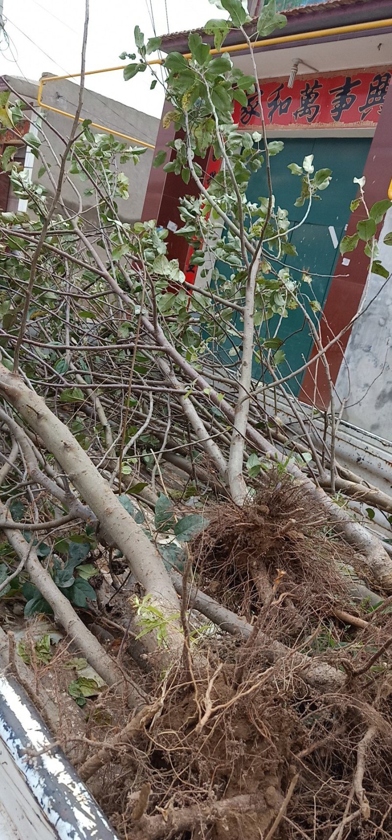 供应桃树、梨树、苹果树、杏树、山楂树等各种树苗成年树