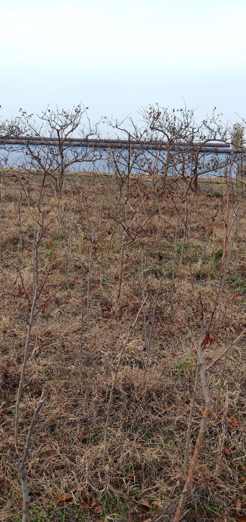 供应桃树、梨树、苹果树、杏树、山楂树等各种树苗成年树