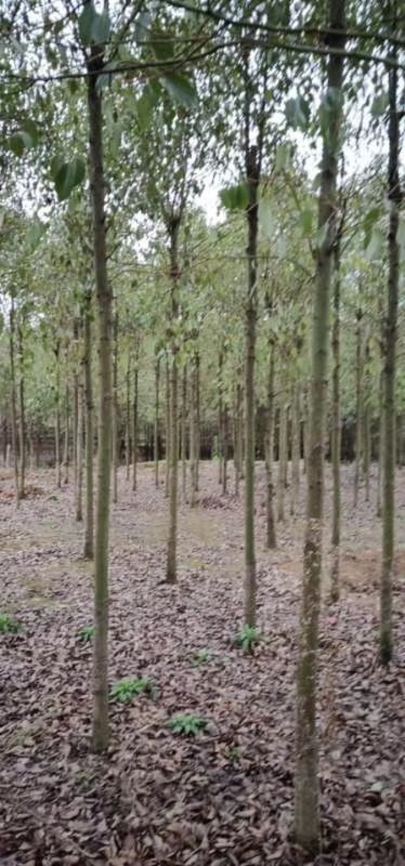 大量供应青皮香樟