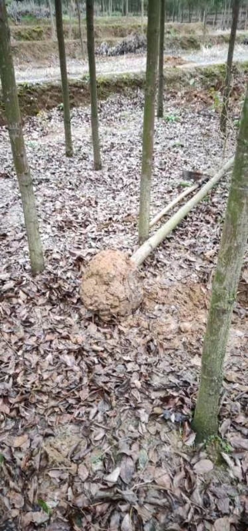 大量供应青皮香樟