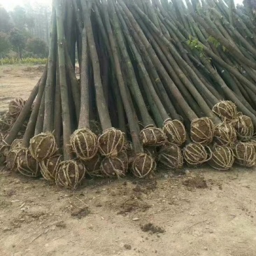 大量供应青皮香樟