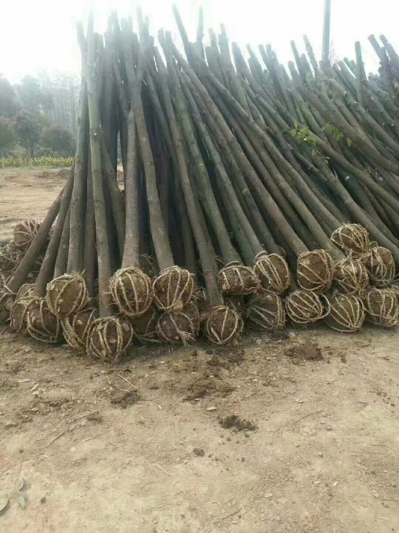 大量供应青皮香樟