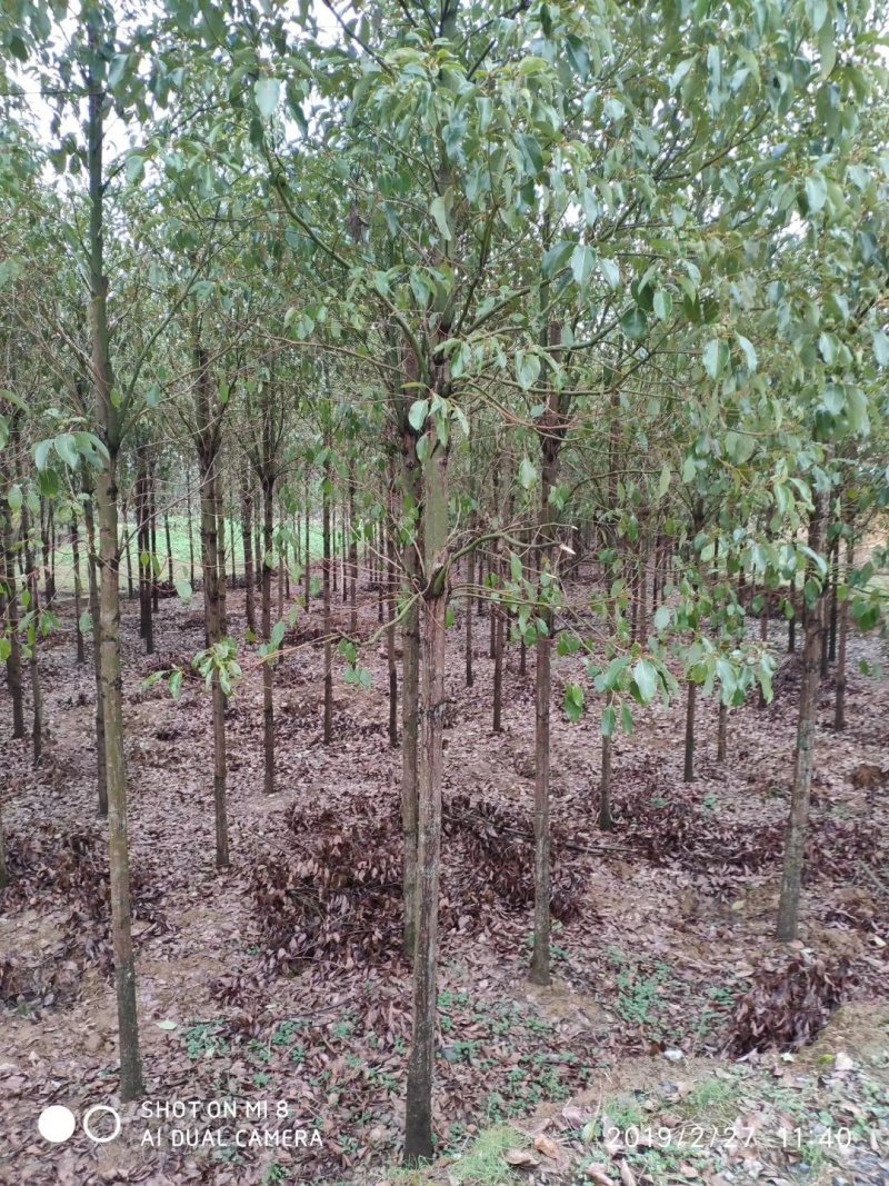大量供应青皮香樟
