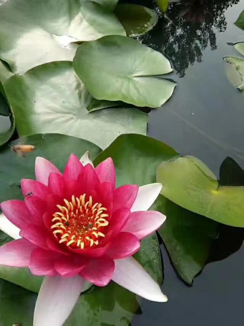 睡莲精品睡莲热带睡莲耐寒睡莲各种睡莲基地直销