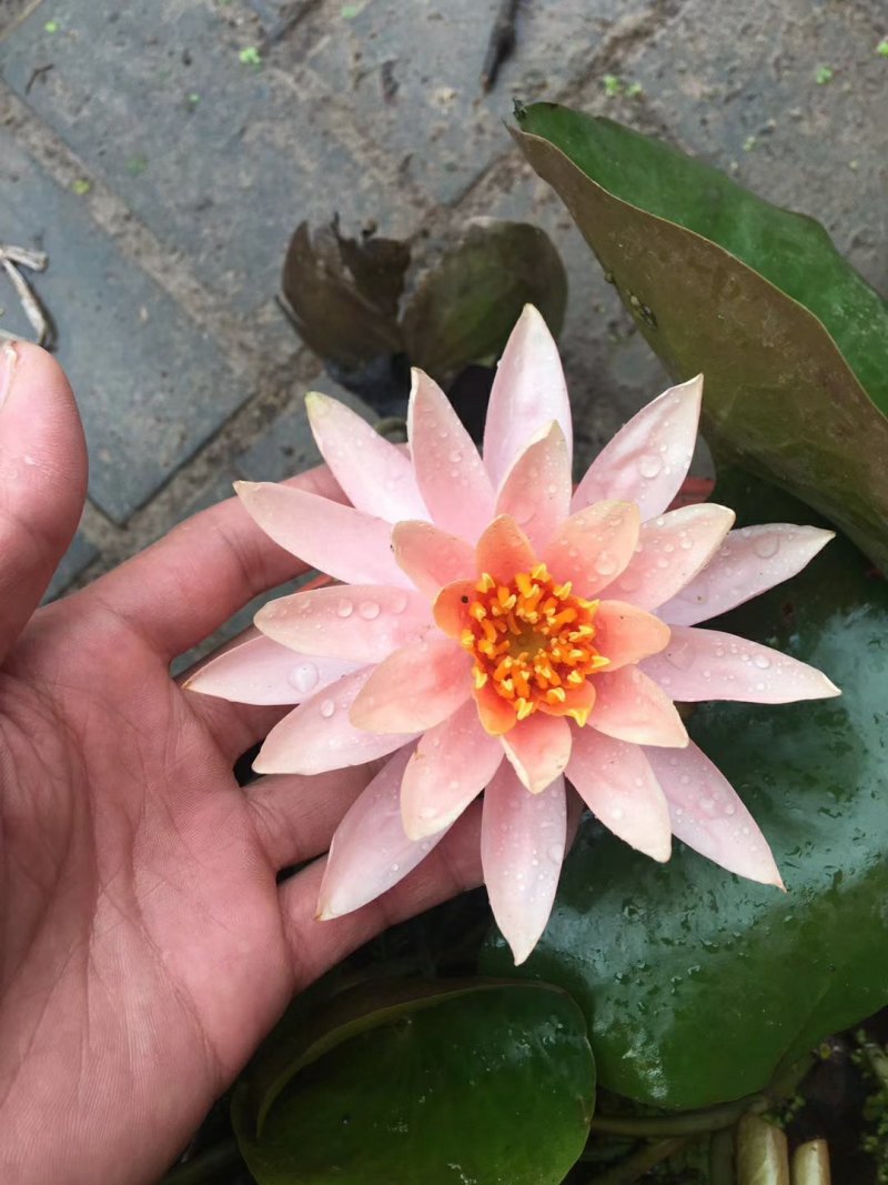 睡莲精品睡莲热带睡莲耐寒睡莲各种睡莲基地直销
