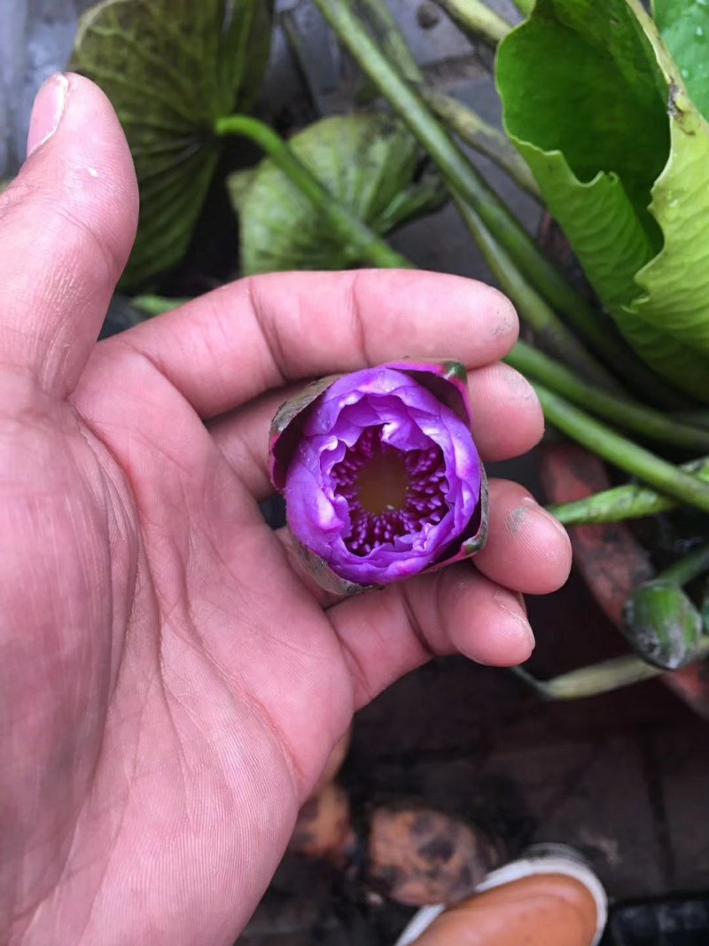 睡莲精品睡莲热带睡莲耐寒睡莲各种睡莲基地直销