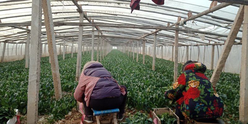 滑县大棚精品菠菜，货源充足，全国代发，欢迎来电咨询