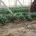 滑县大棚精品菠菜,货源充足,全国代发,欢迎来电咨询