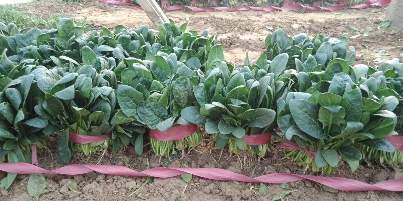 滑县大棚精品菠菜，货源充足，全国代发，欢迎来电咨询