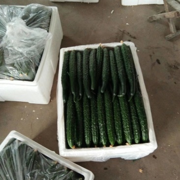 产地直销，代收各种小菜，预售各种品种西红柿