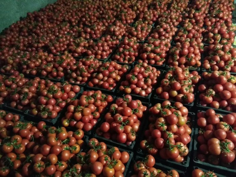 预售各种品种大量西红柿，产地直销，产地大量供应