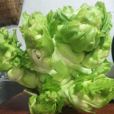 精品儿菜