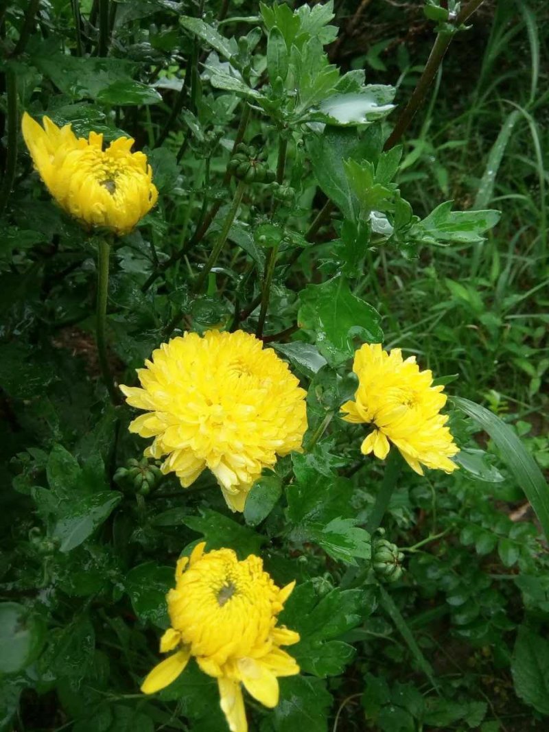 金丝皇菊，杭白菊苗，