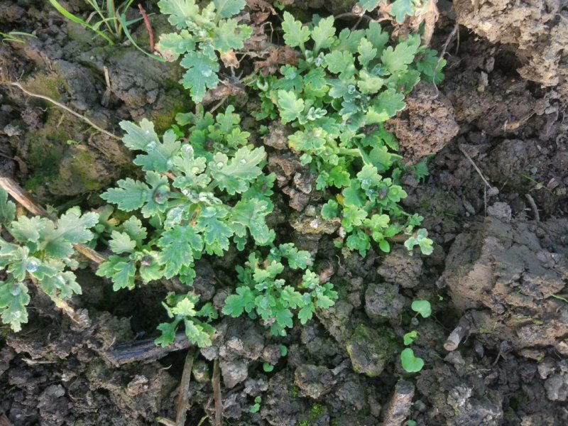 金丝皇菊苗