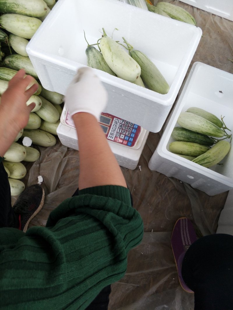 精品羊角蜜瓜(山东甜)个头大口感甜质量保证