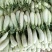 精品羊角蜜瓜(山东甜)个头大口感甜质量保证