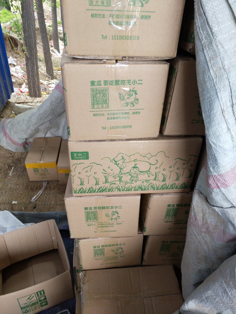 精品羊角蜜瓜(山东甜)个头大口感甜质量保证