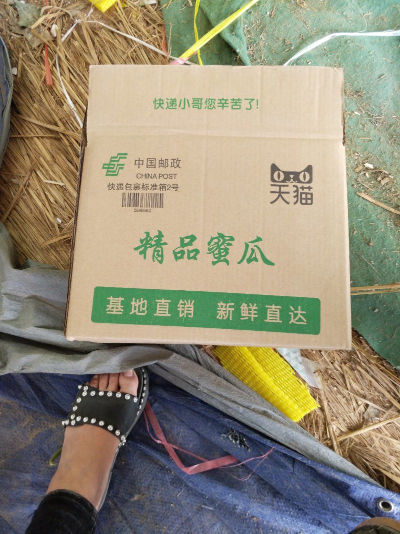 精品羊角蜜瓜(山东甜)个头大口感甜质量保证