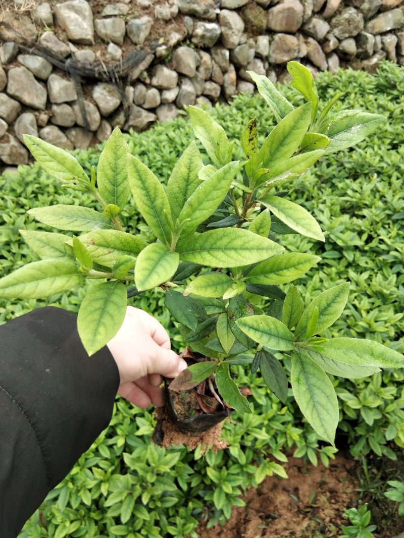 毛娟苗20公分