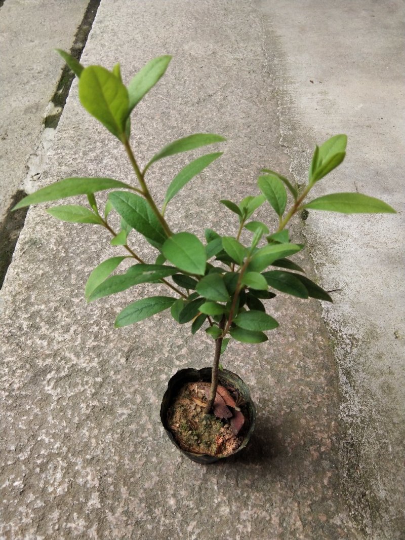 毛娟苗20公分