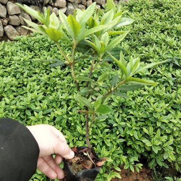 毛娟苗20公分