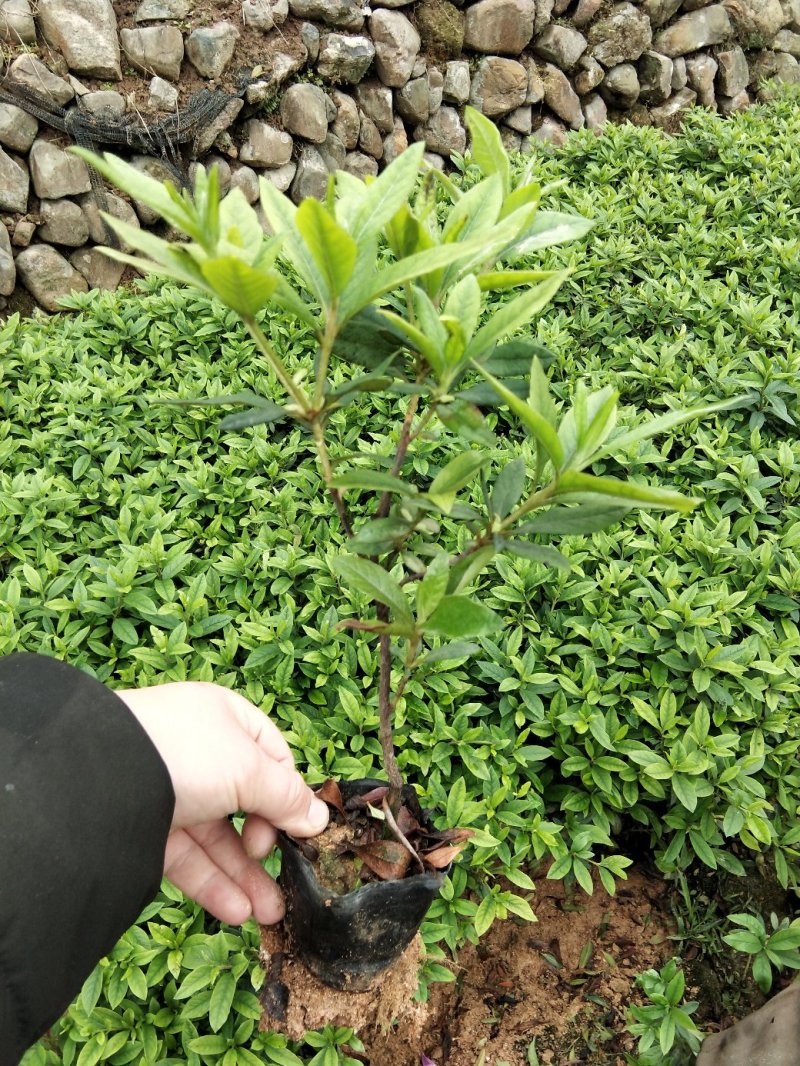 毛娟苗20公分
